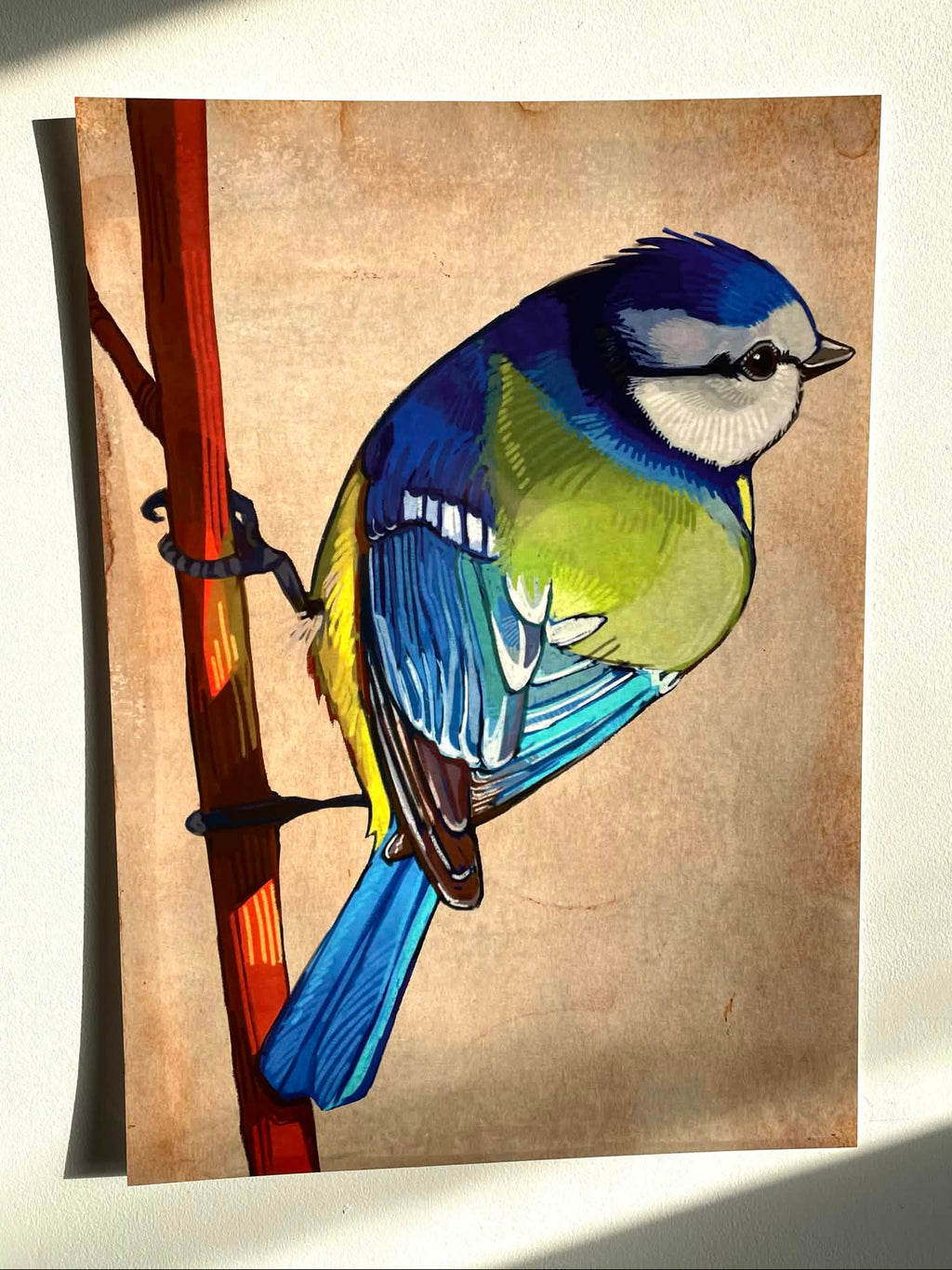 Bluetit Print
