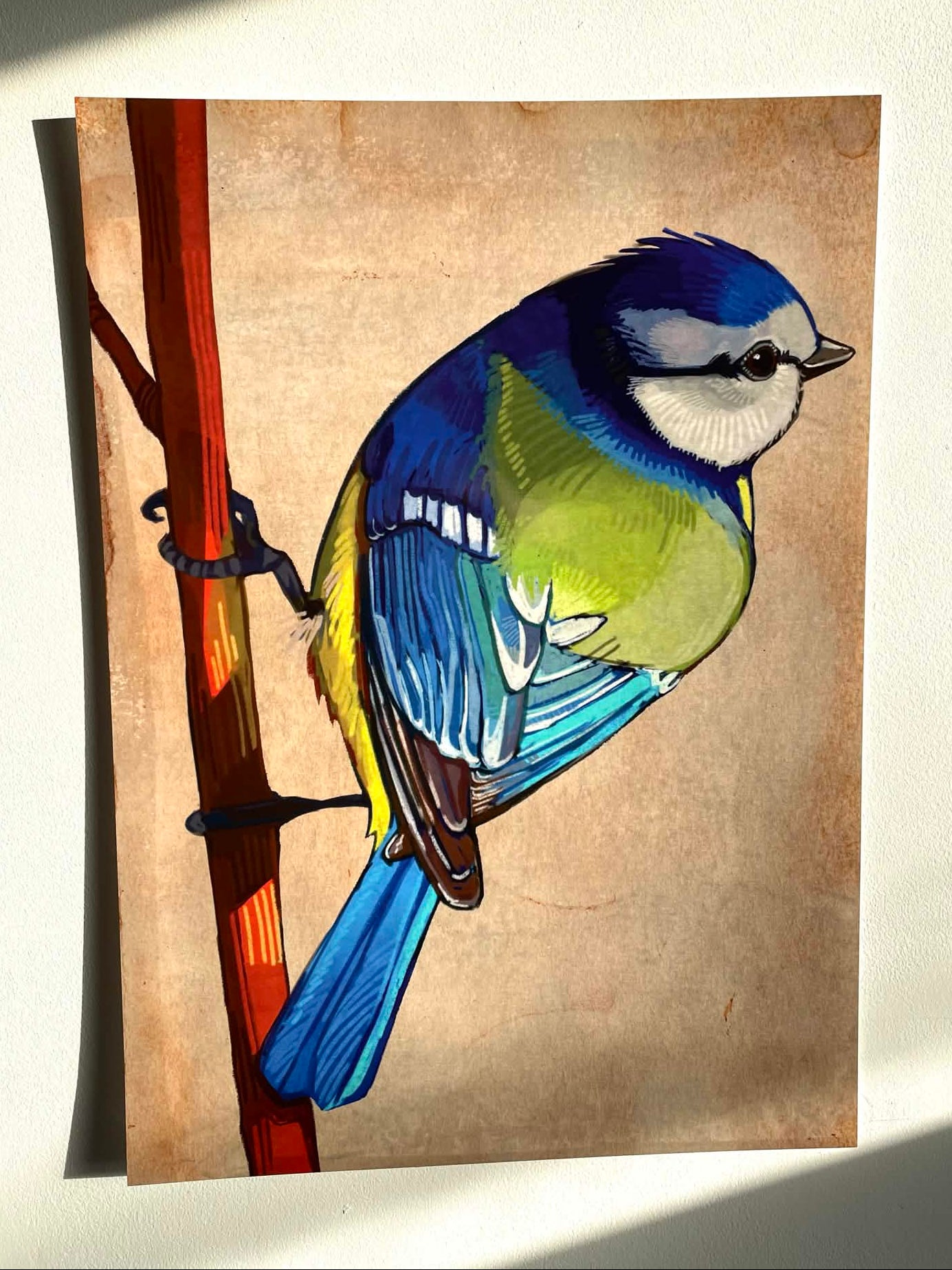 Bluetit Print