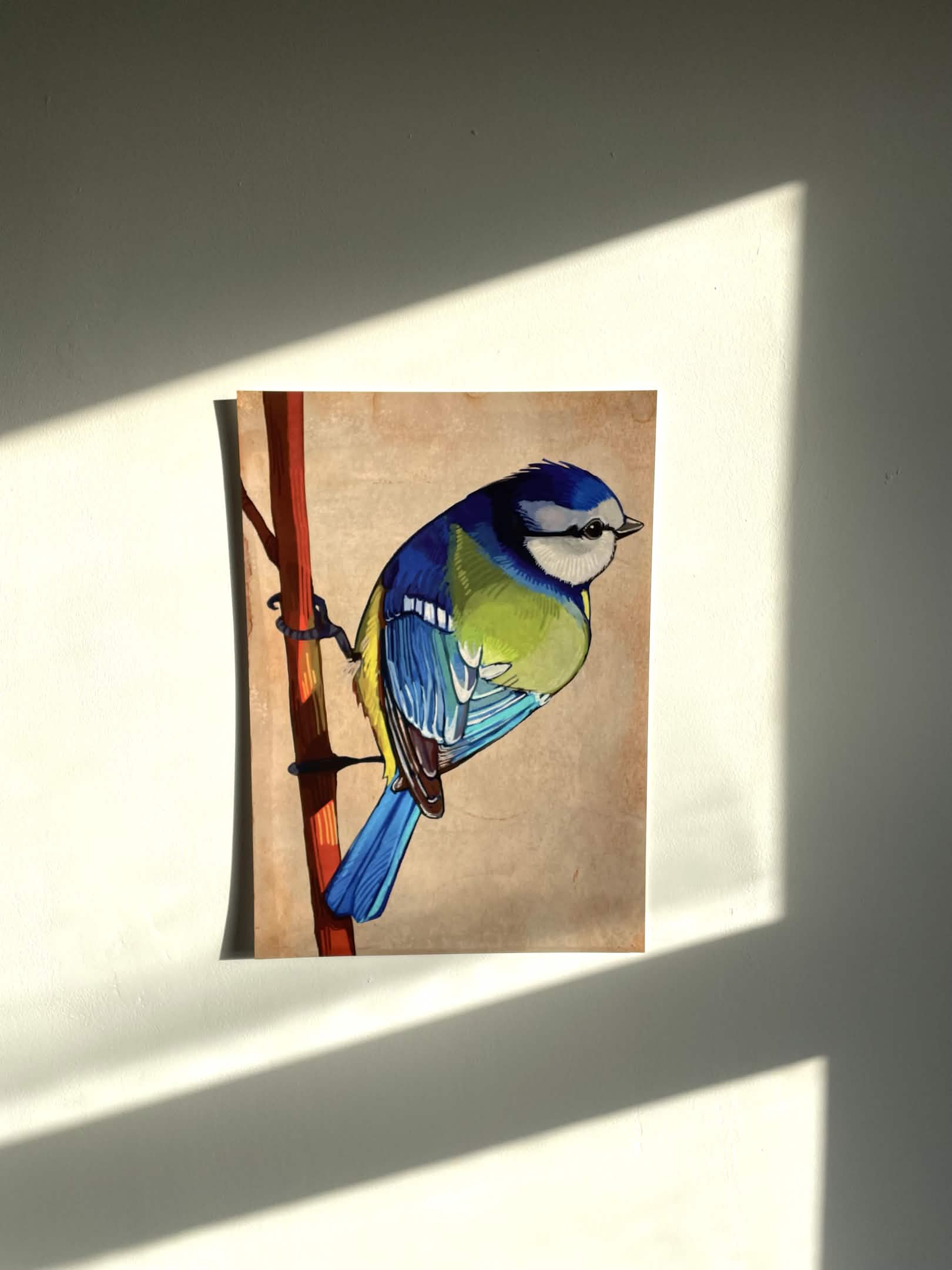Bluetit Print