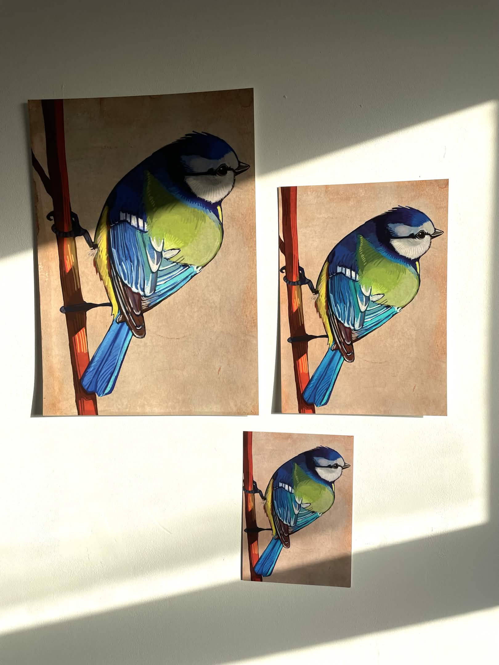 Bluetit Print