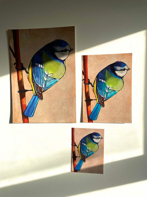 Bluetit Print